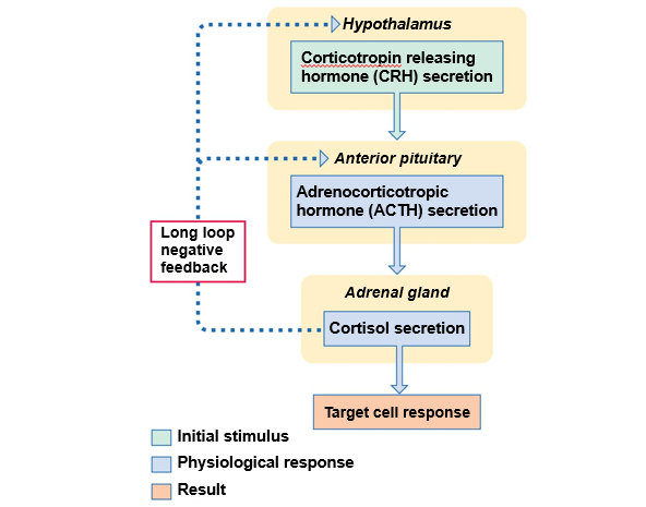 Regulation of cortisol release.