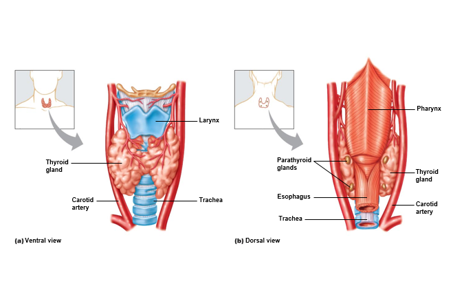 Locations of the thyroid and parathyroid glands.