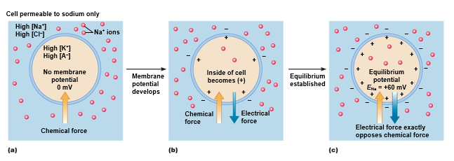 Membrane potential of a cell freely permeable to sodium only.