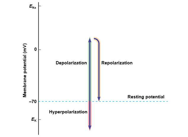 Changes in membrane potential.