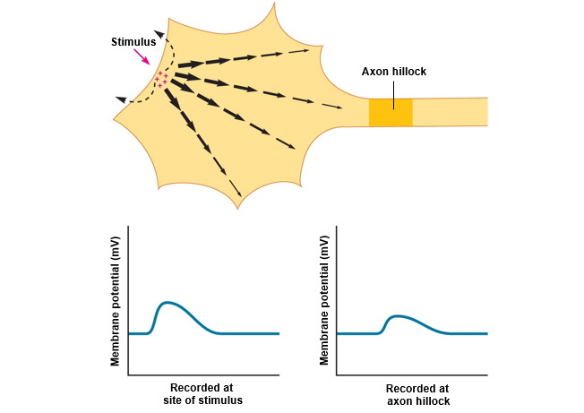 Decremental property of graded potentials.