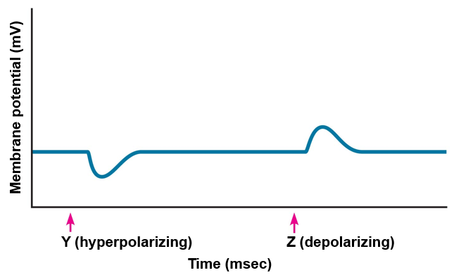 Effect of stimulus type on graded potentials.