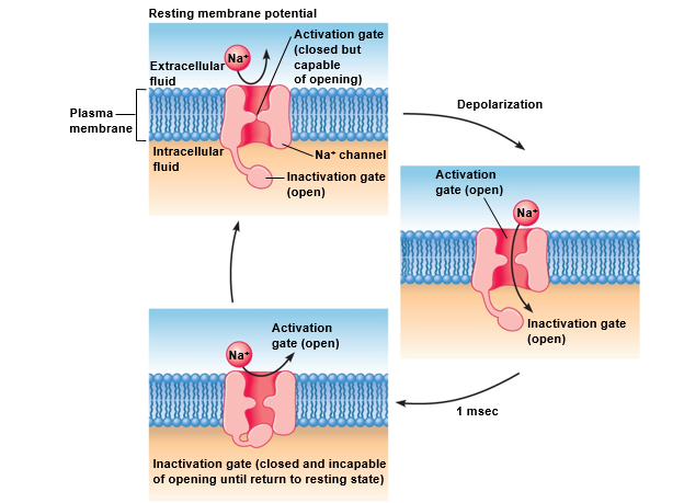 A model for the operation of voltage-gated sodium channels.