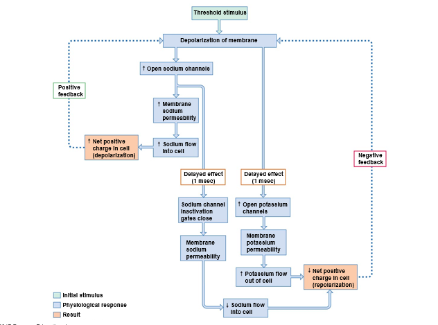 Gating of sodium and potassium channels during an action potential.