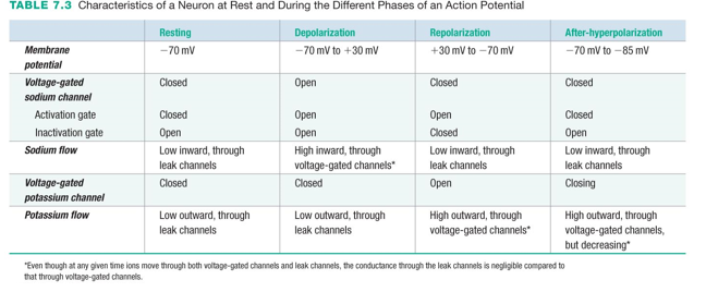 Characteristics of a Neuron at Rest and During the Different Phases of an Action Potential