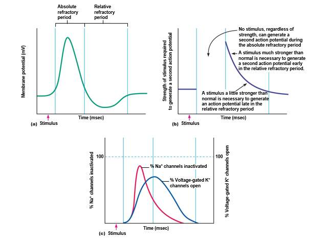 Refractory periods associated with an action potential.