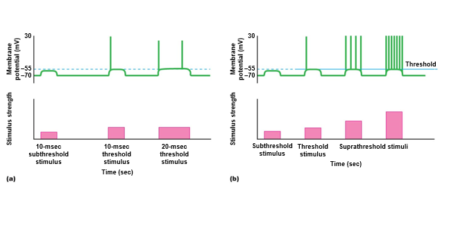 Frequency coding: how action potentials convey intensity of stimuli.