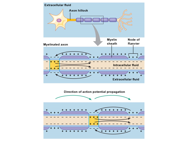 Saltatory conduction in myelinated axons.