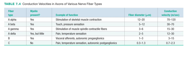 Conduction Velocities in Axons of Various Nerve Fiber Types