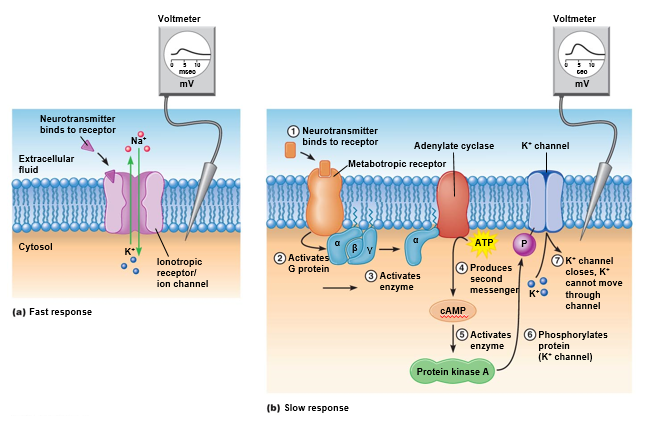 Excitatory synapses.