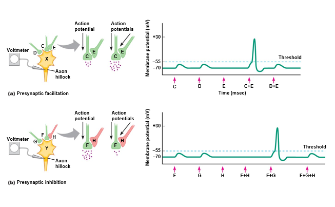 Presynaptic modulation at axoaxonic synapses.