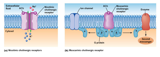 Signal transduction mechanisms at cholinergic receptors.