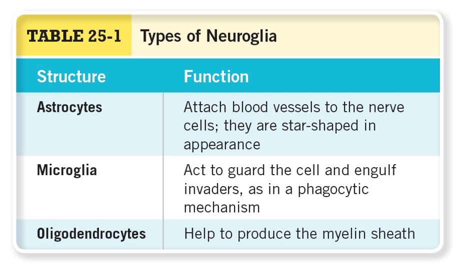 Types of Neuroglia 