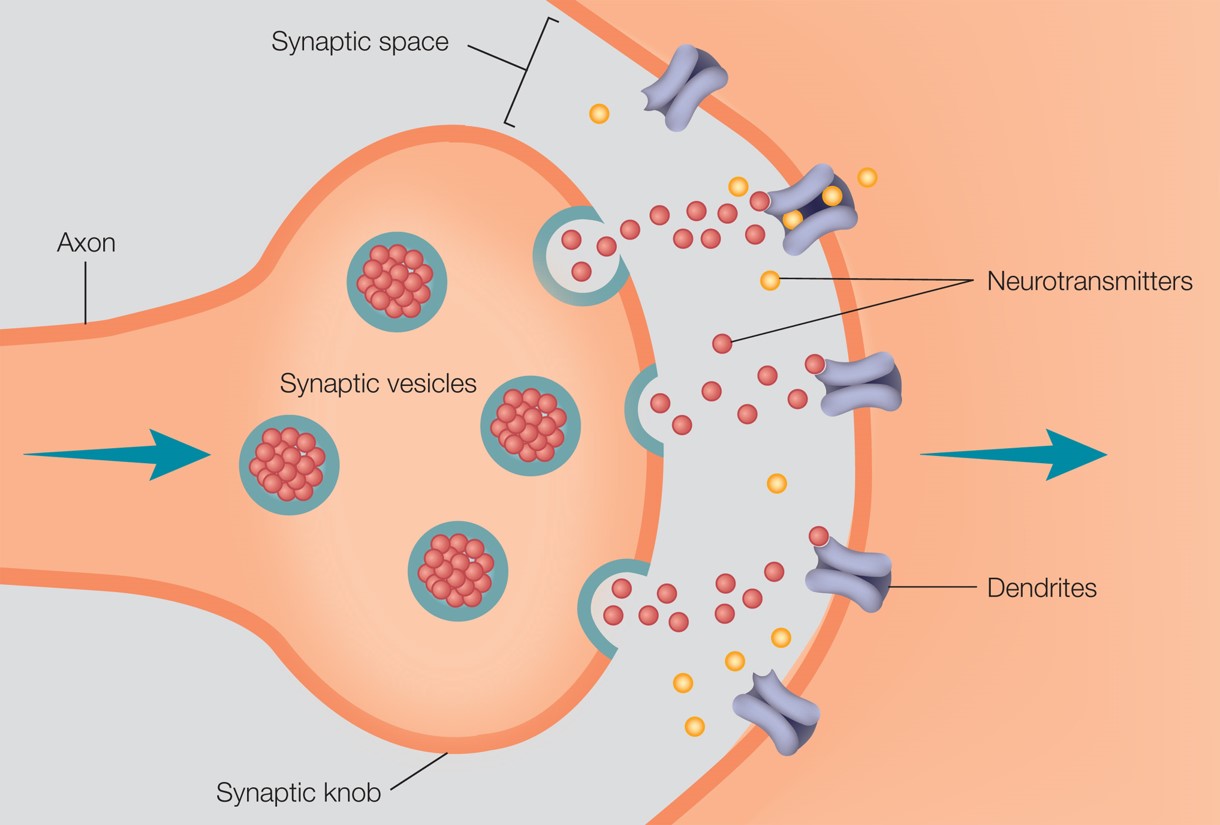 A synapse.