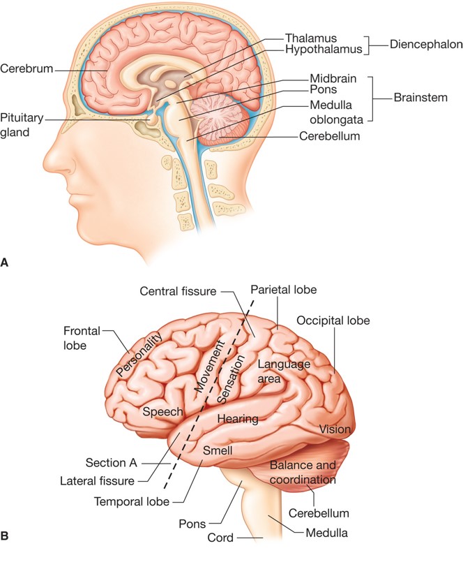 A) Sagittal section of the brain; (B) lateral view of the brain.