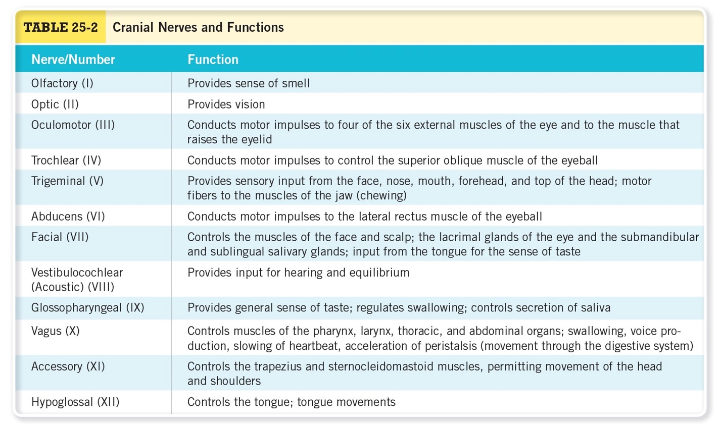 Cranial Nerves and Functions