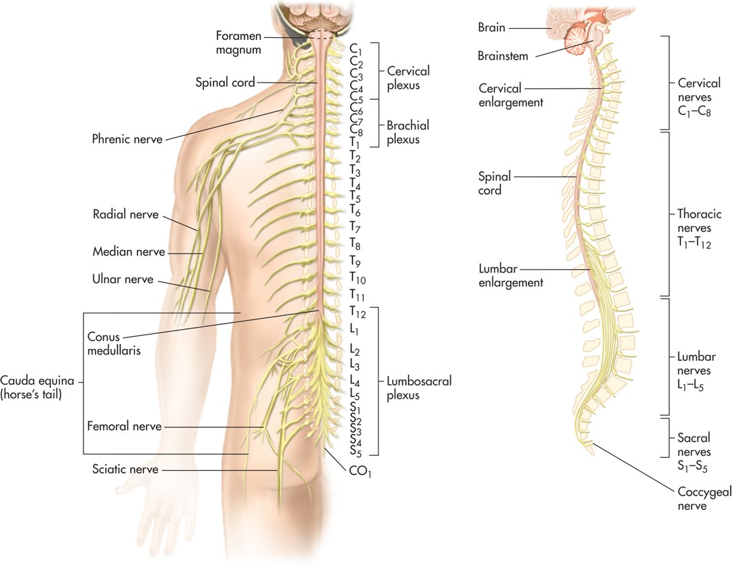 The 31 pairs of spinal nerves.