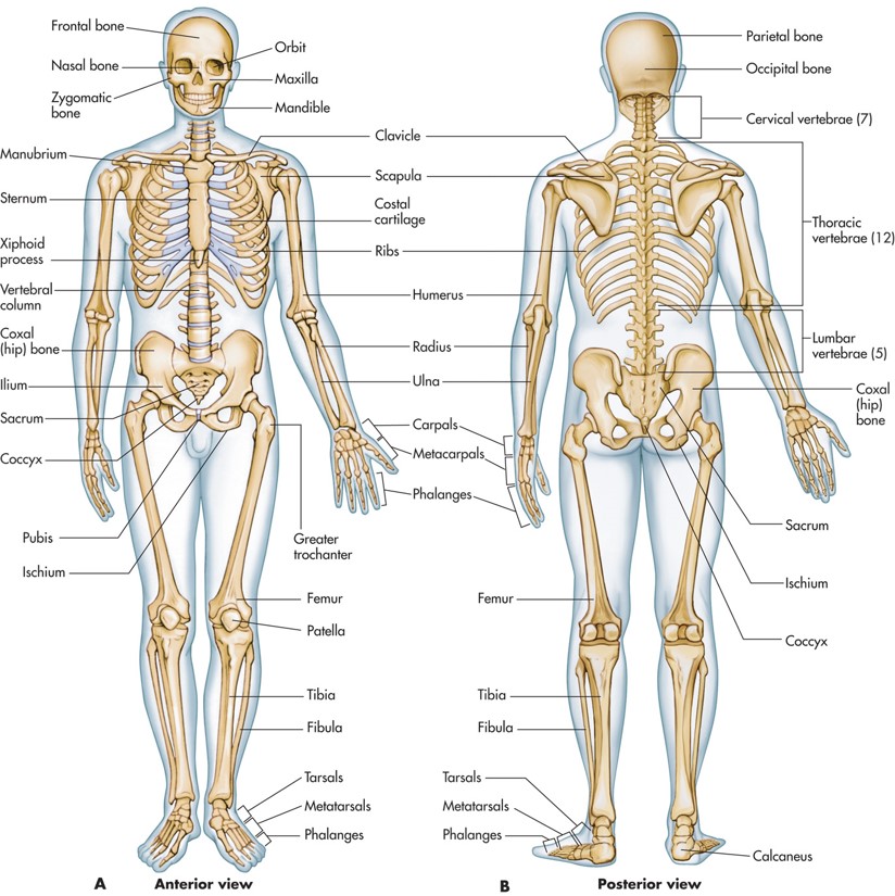 Anterior and posterior human skeleton.