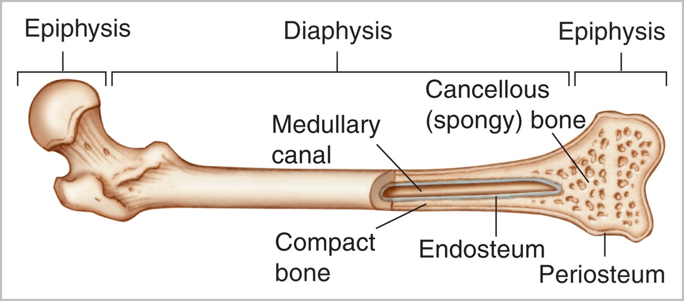 The features found in a long bone.