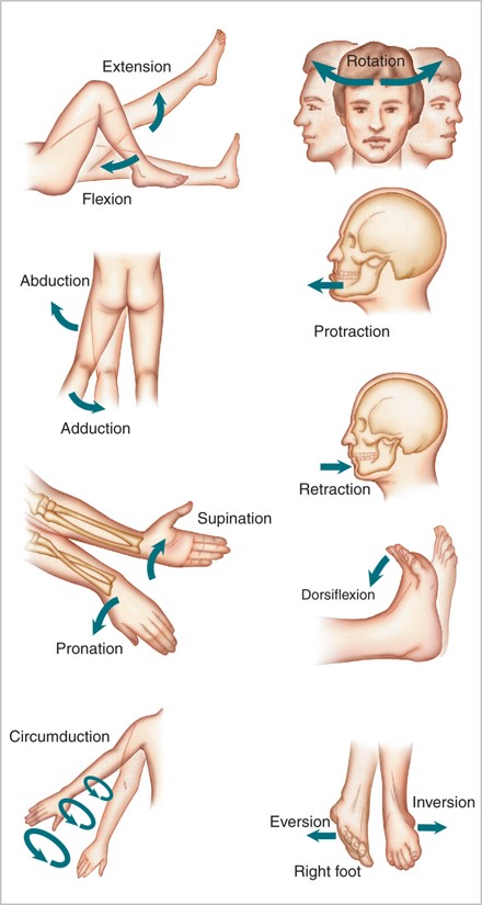 Types of body movements.