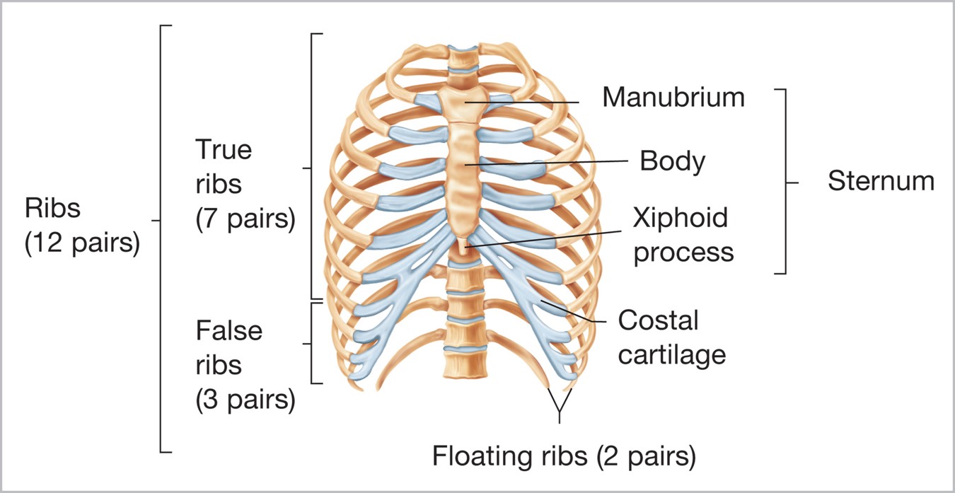 The rib cage.