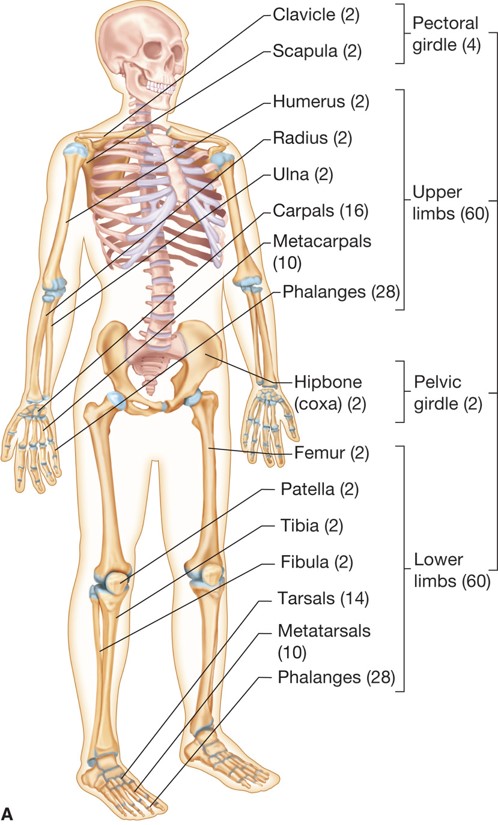 The appendicular skeleton.