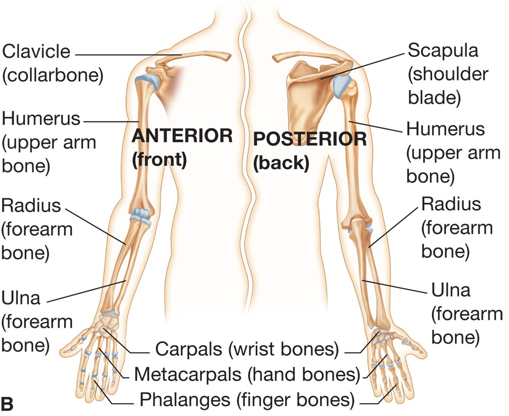 Bones of the upper extremities.