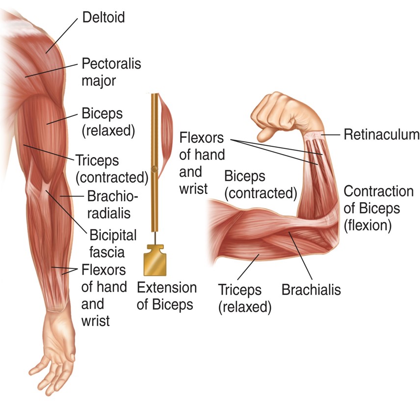 Muscles of the arm and hand.