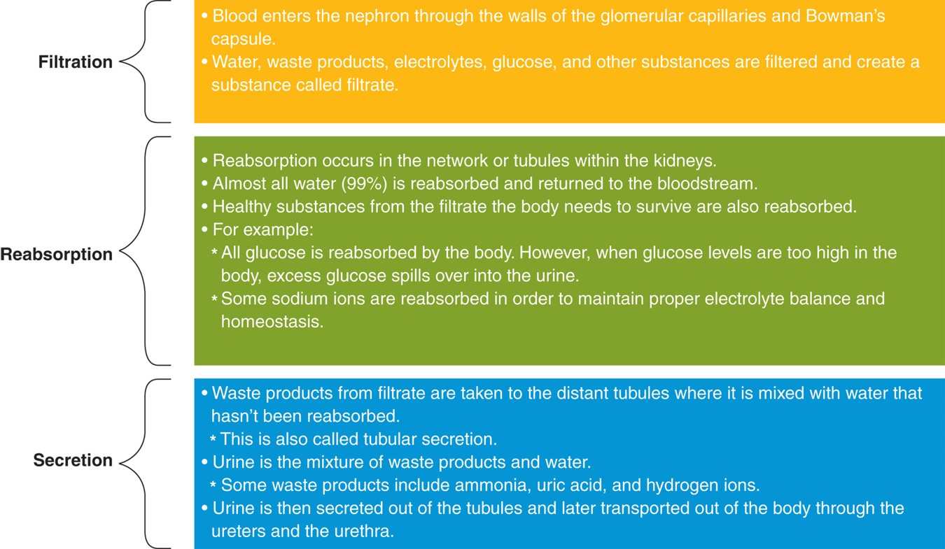 The process of urine formation.