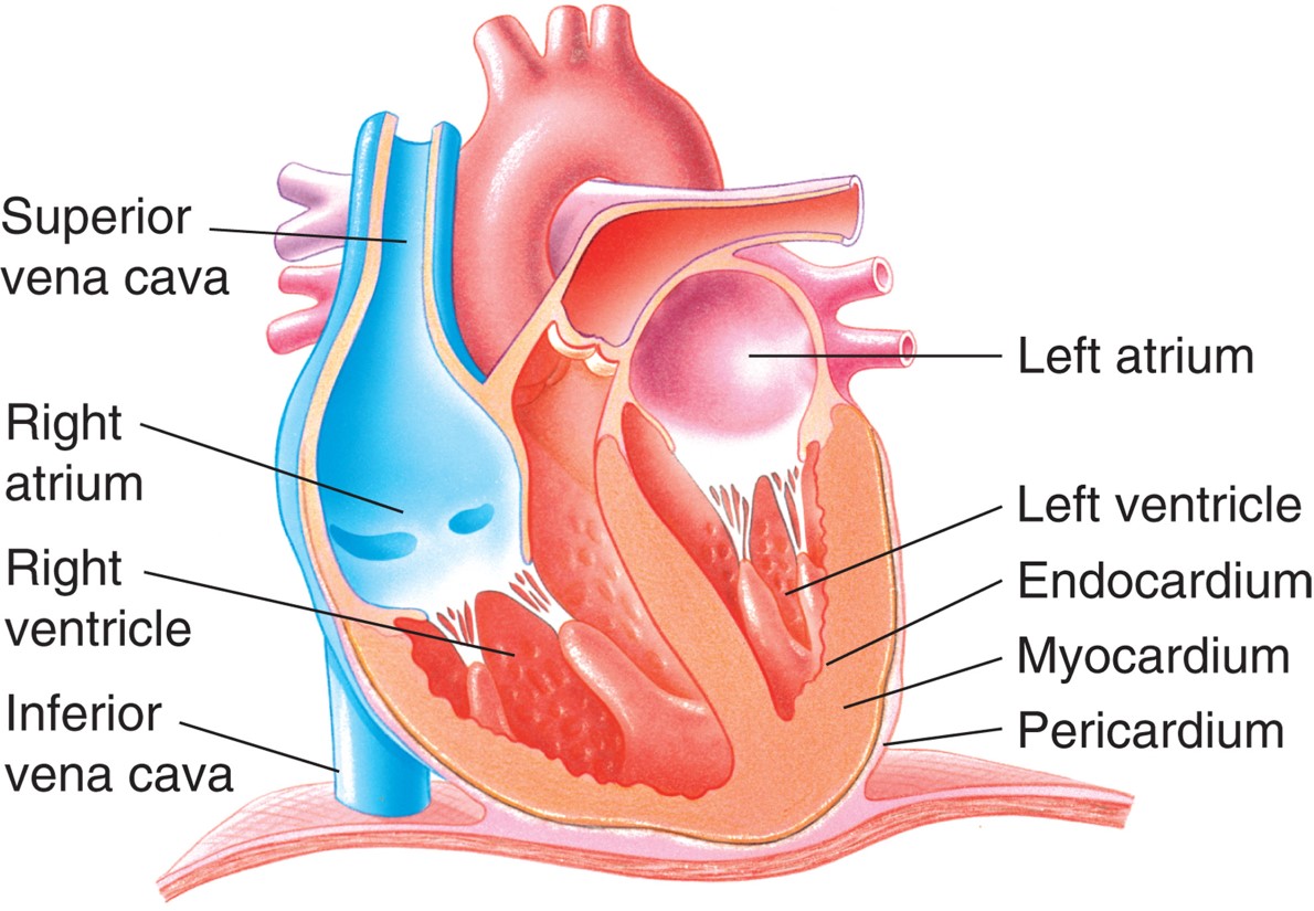 The heart: interior view of the heart chambers.