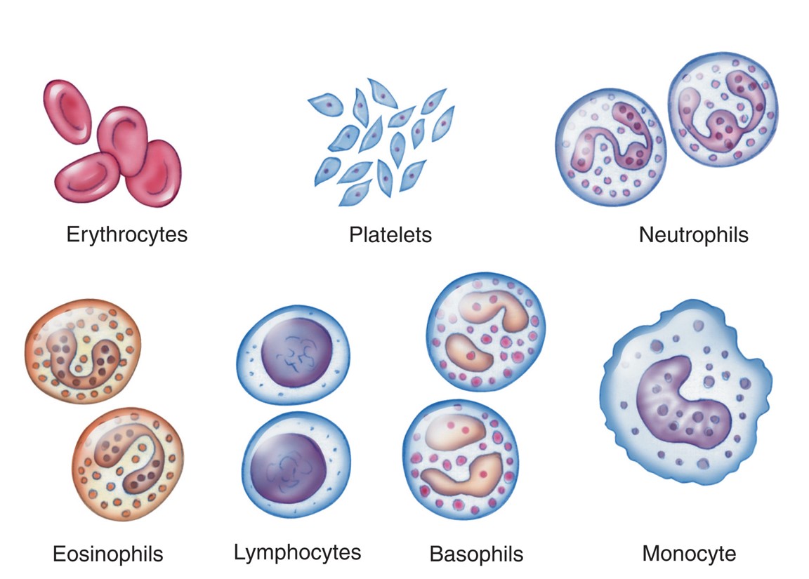 The formed elements of blood.