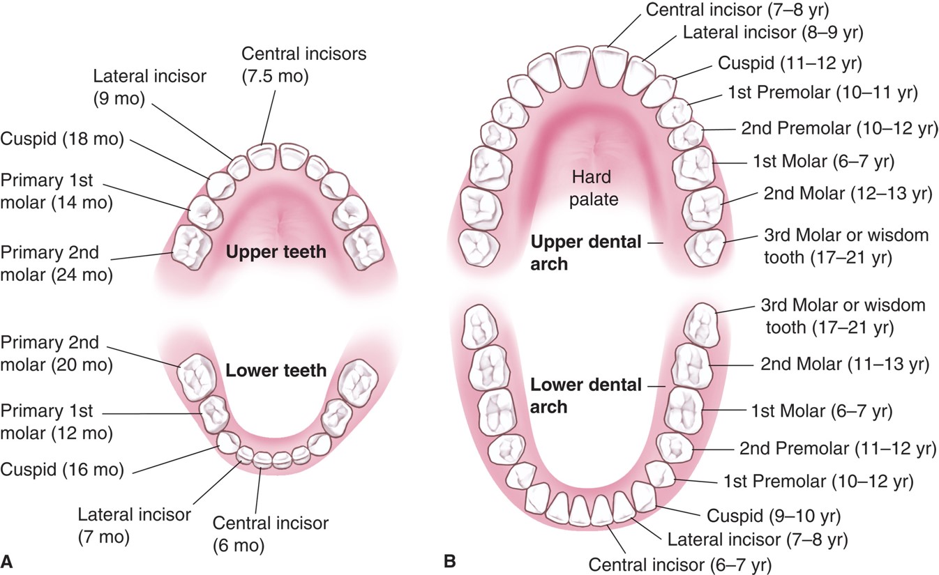 Deciduous and permanent teeth: (A) deciduous teeth, with the age at eruption given in months; (B) ...