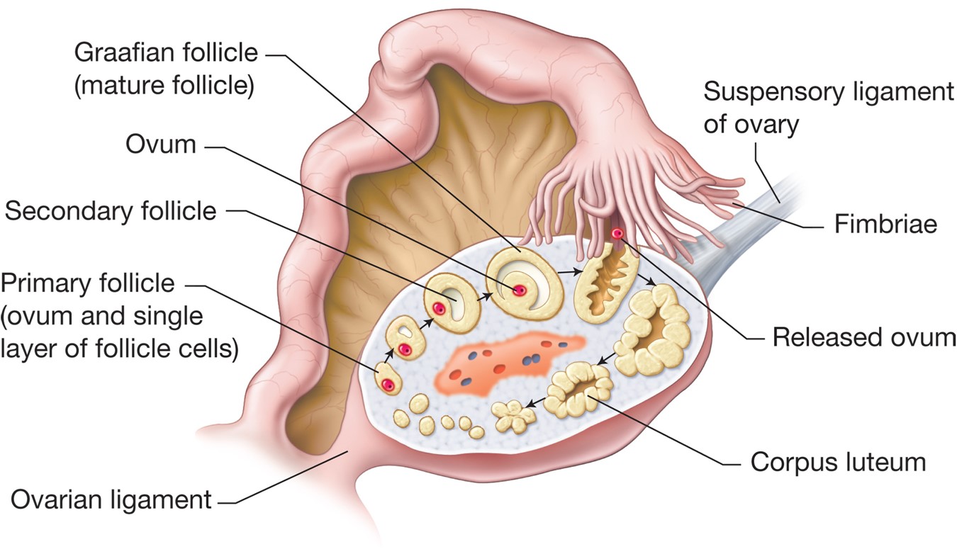 The ovary.