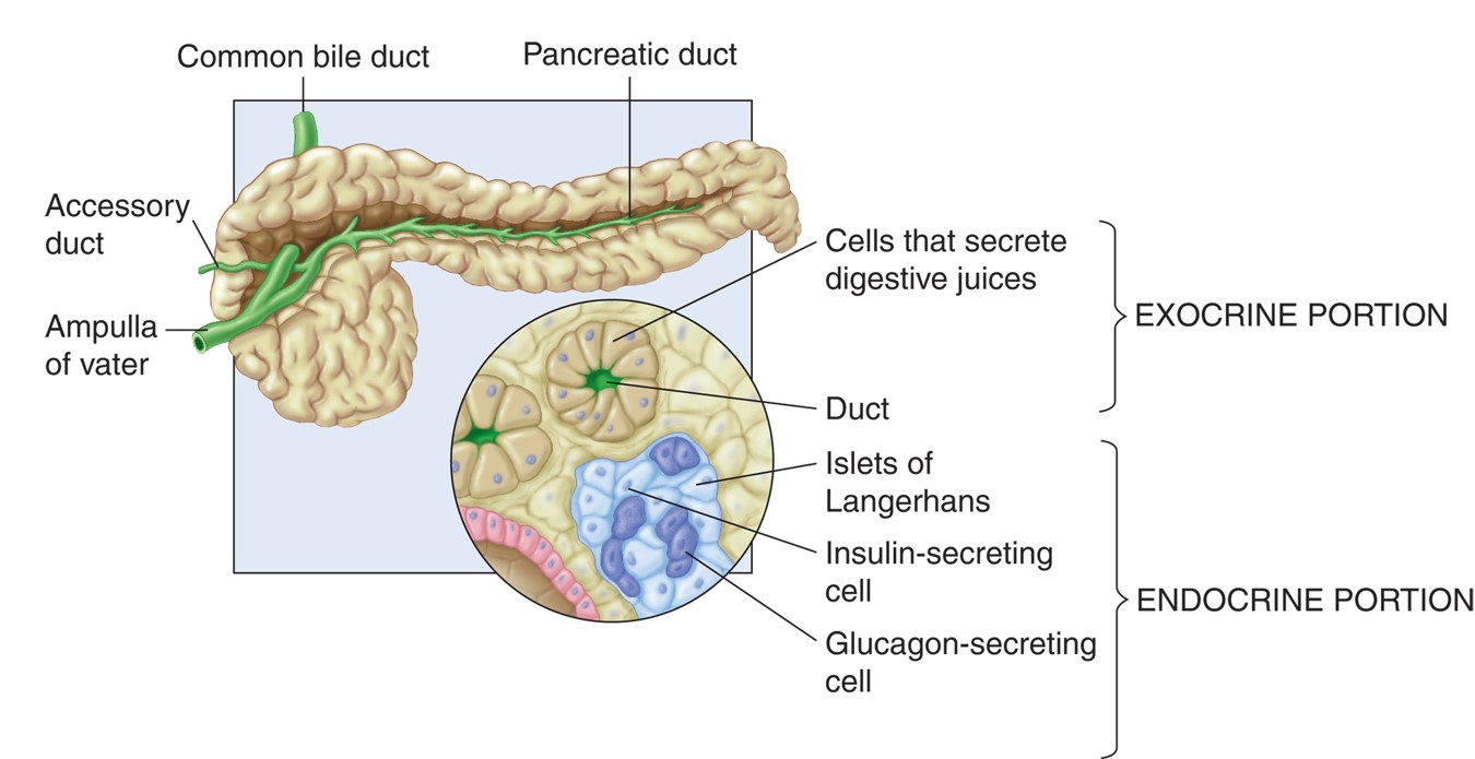 The pancreas, an endocrine and exocrine gland.