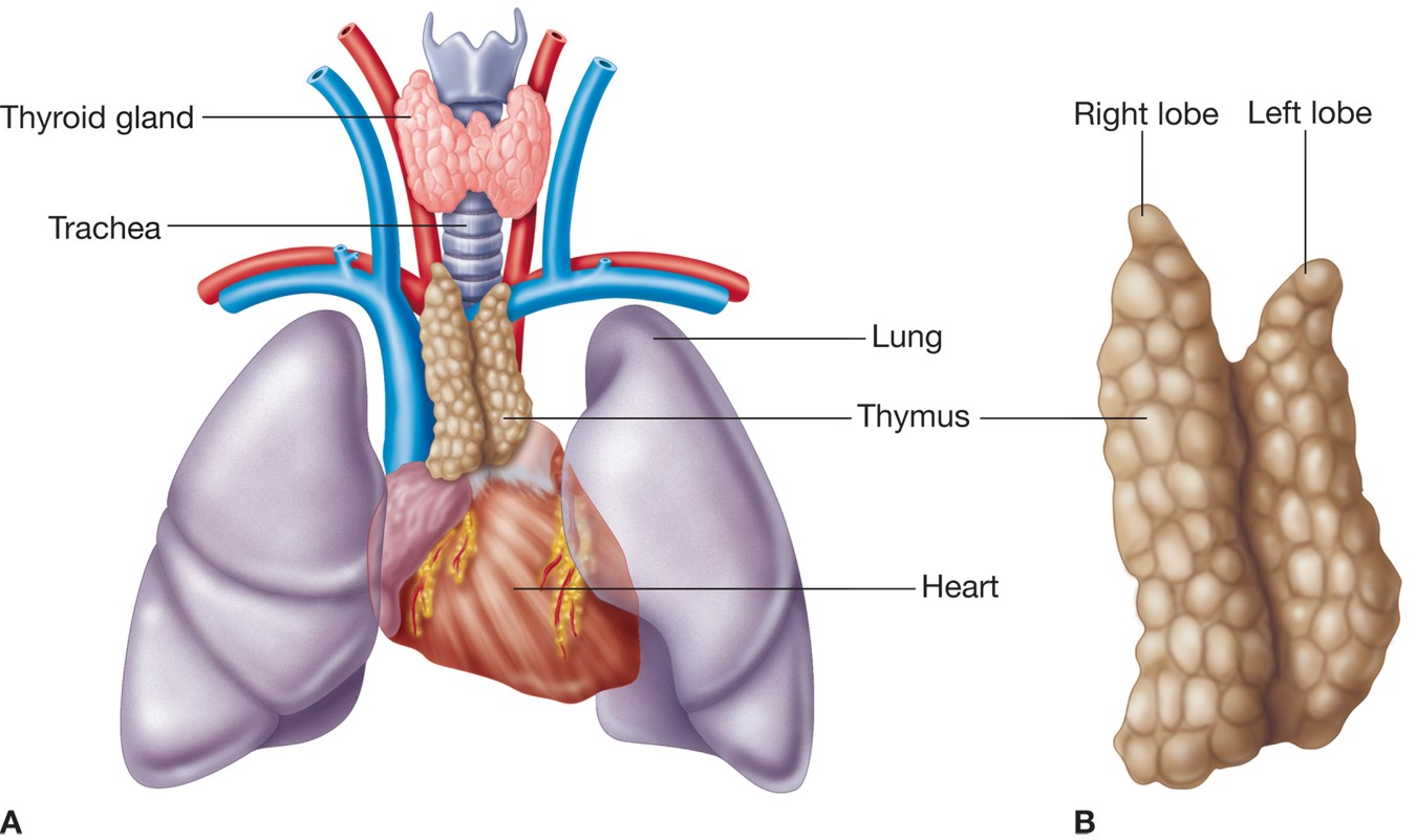 The thymus gland (A) appearance and position and (B) anatomical structures.