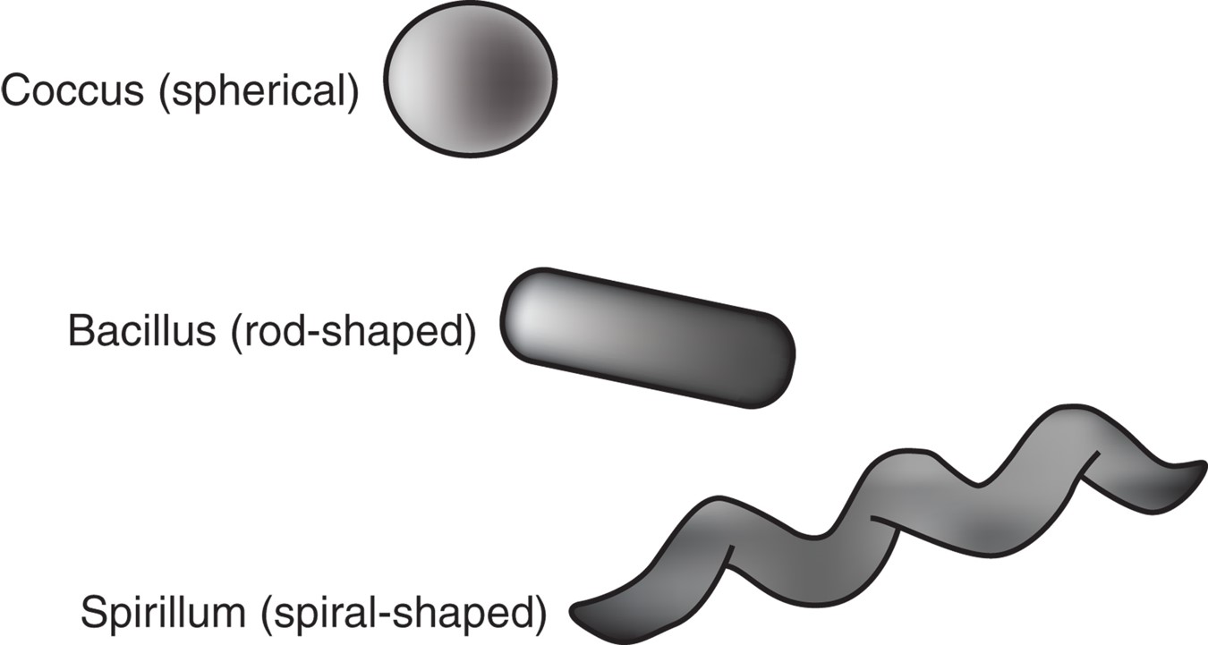 Bacteria may be named for their morphology (shape): cocci (spherical), bacilli (rod shaped), or ...