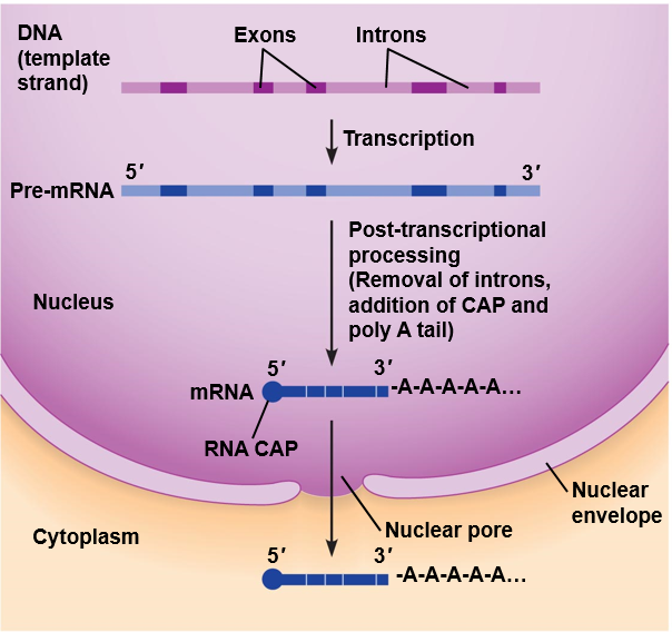 Post-transcriptional processing.