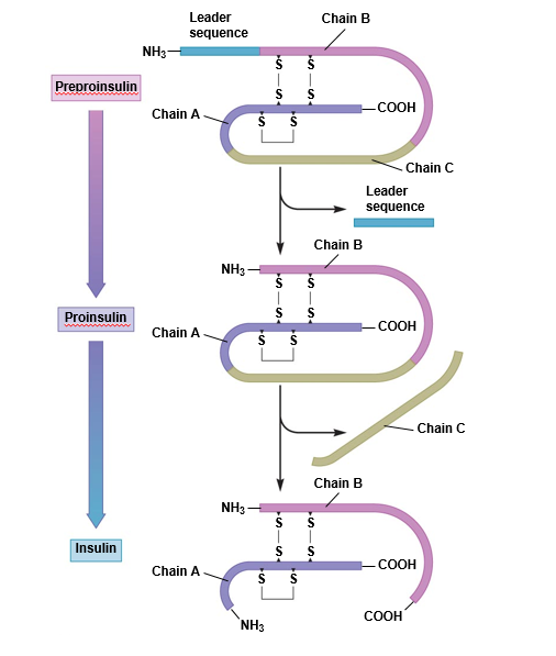 Synthesis of insulin.