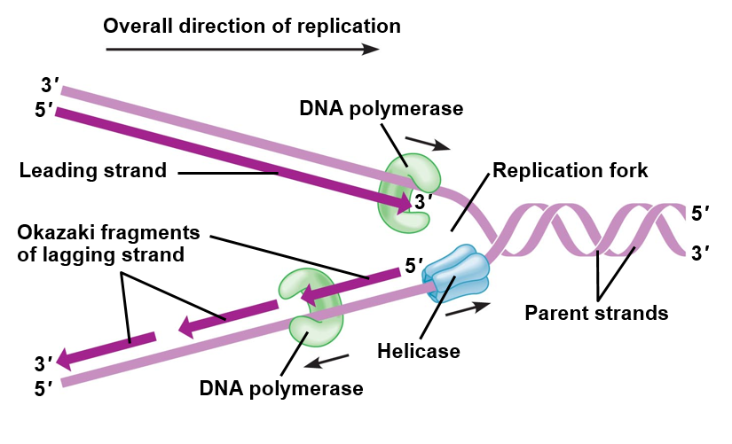 DNA replication.