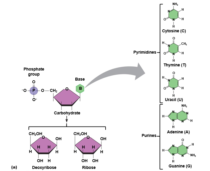 Nucleotides