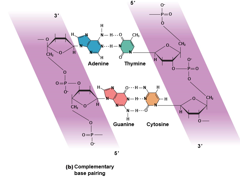 Nucleic acids: Complementary base pairing