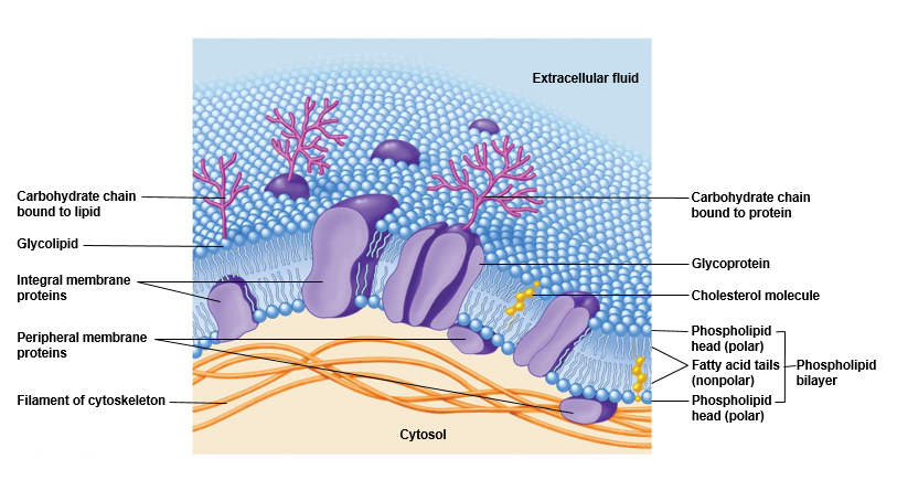 Plasma membrane.