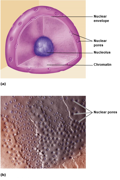 Nucleus.