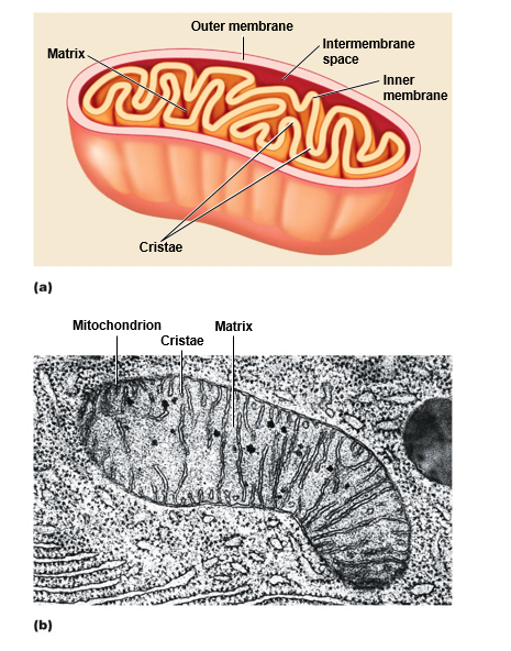 Mitochondria