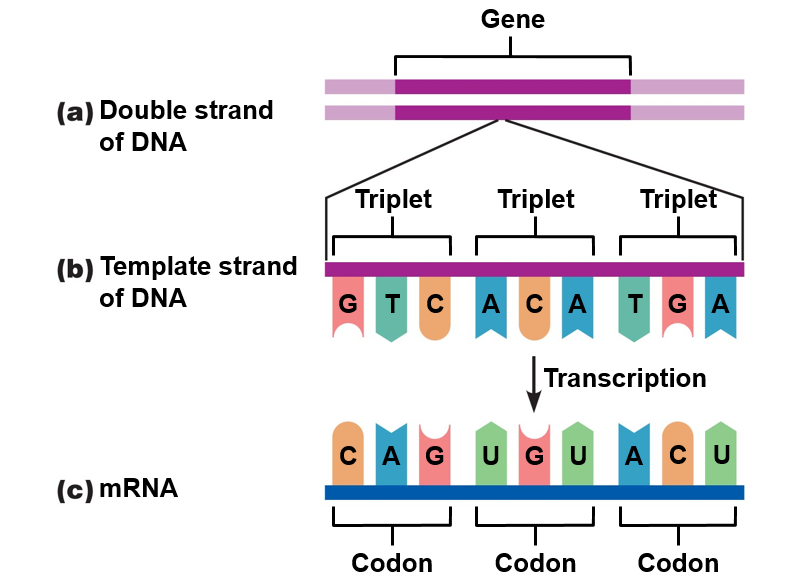 The genetic code.