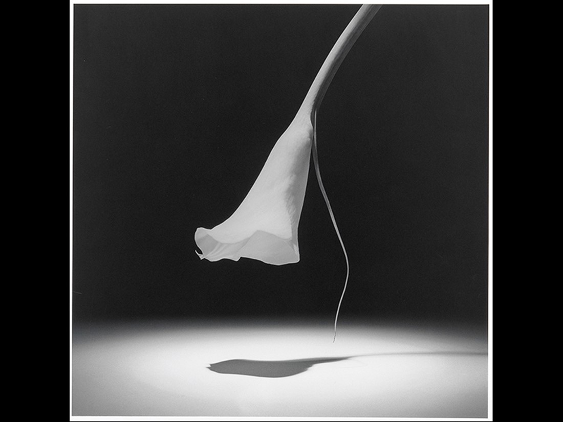 Robert Mapplethorpe, Calla Lily. 