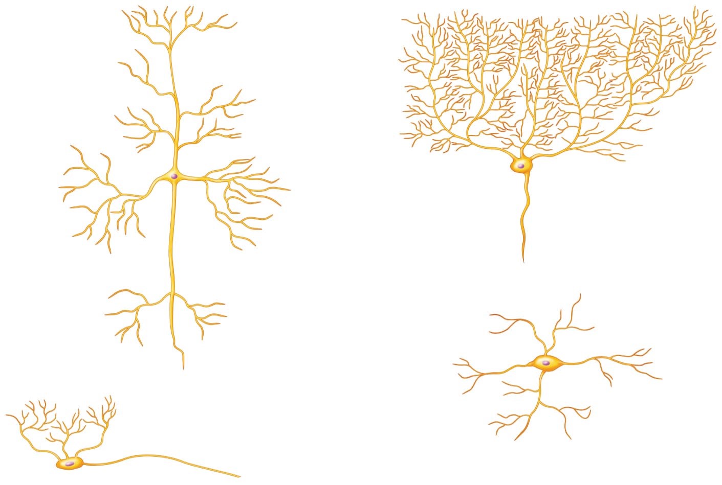 Shapes of cells found in the brain.