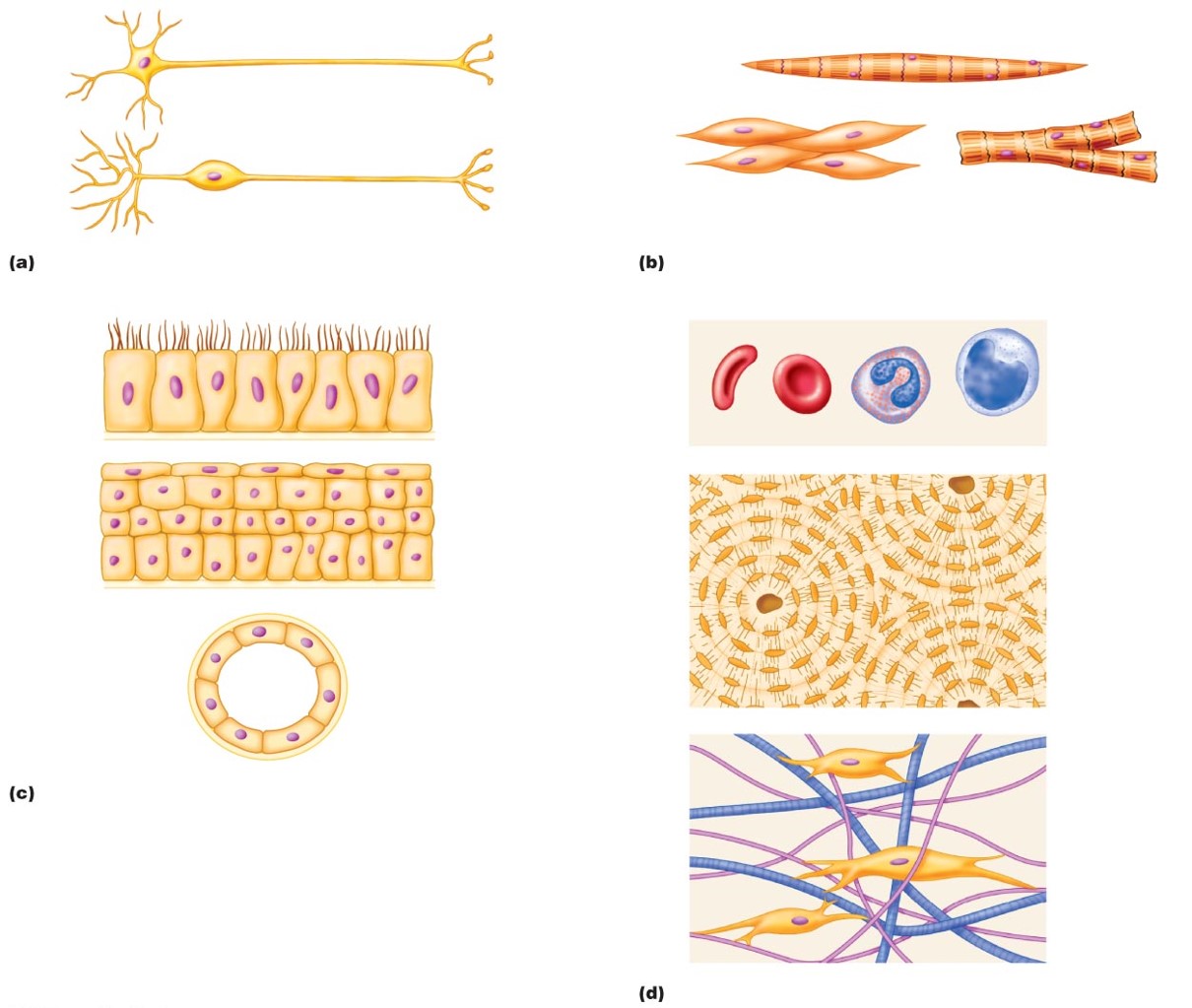 Major cell types in the human body.