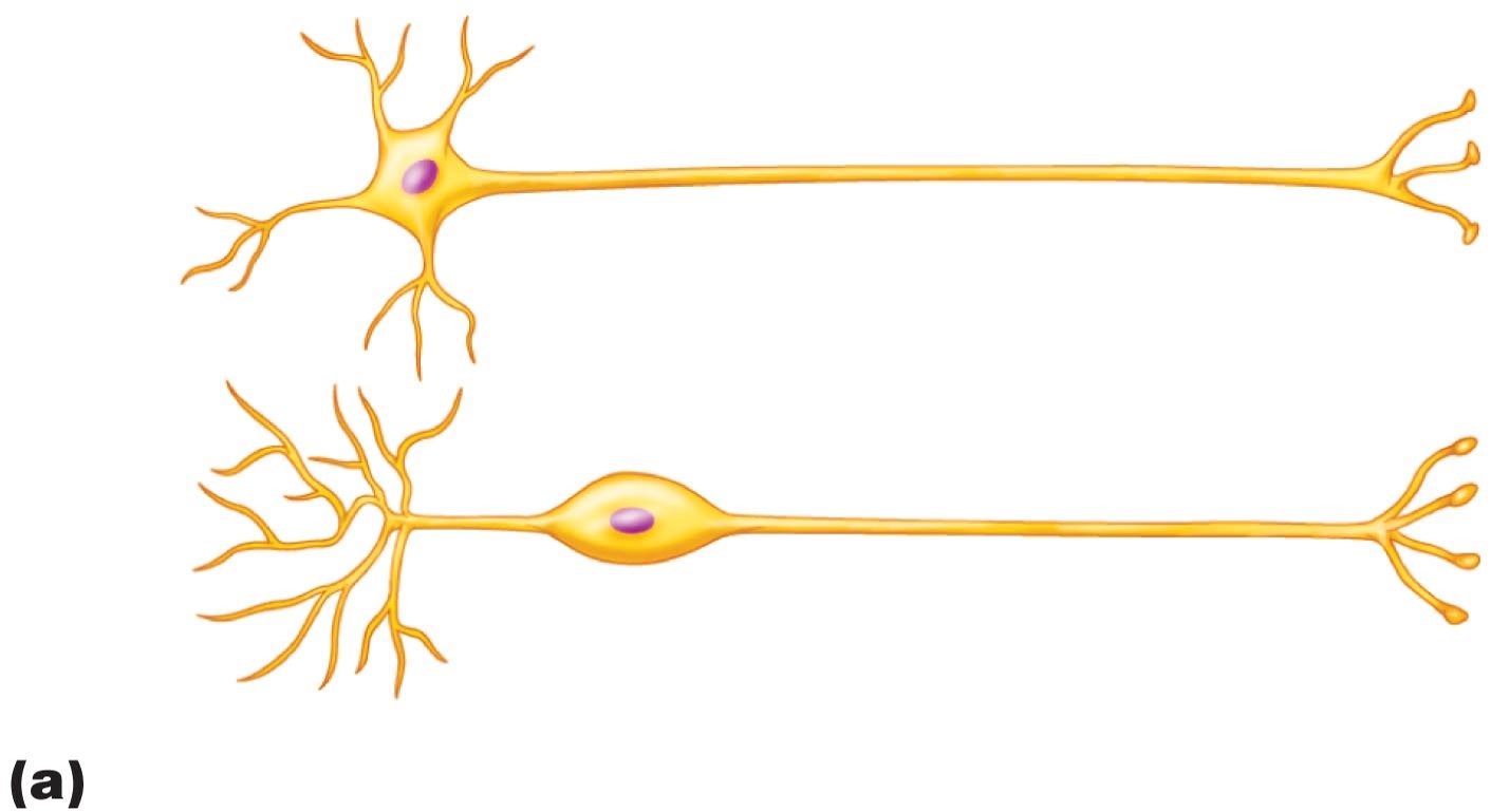 Neurons