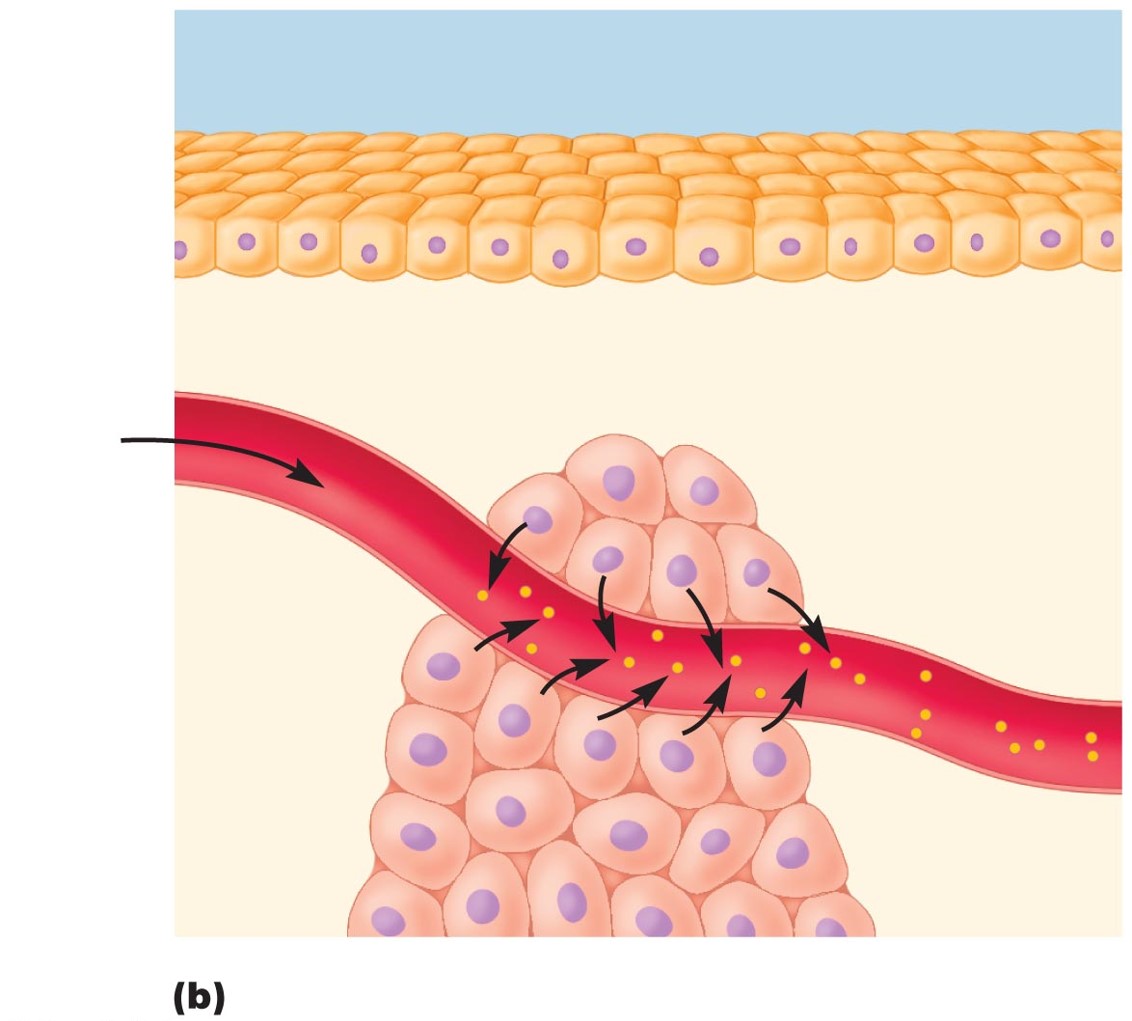 Endocrine gland